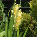 グラジオラス　ゴールデンゲーム